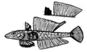 Callionymus Claves_risso